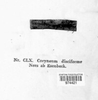 Coryneum disciforme image